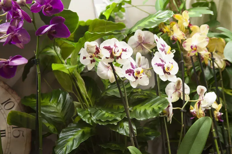 Couronne de fleurs à Welkenraedt