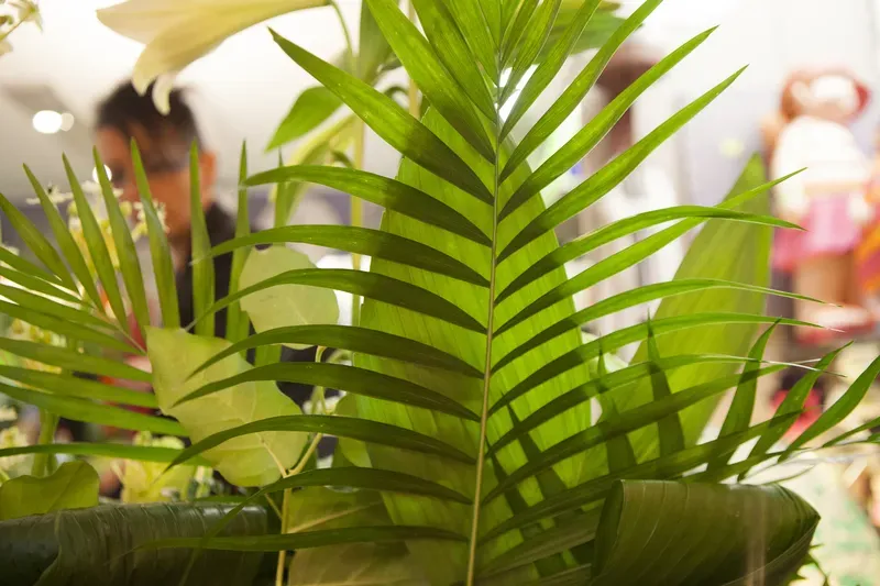 Arrangement de plantes à Welkenraedt